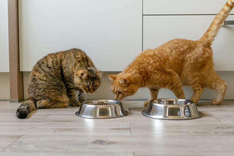 Comment augmenter l'apport en fibres dans l'alimentation du chat ?