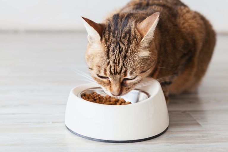 Comment les fibres alimentaires peuvent-elles prévenir la constipation chez les chats ?