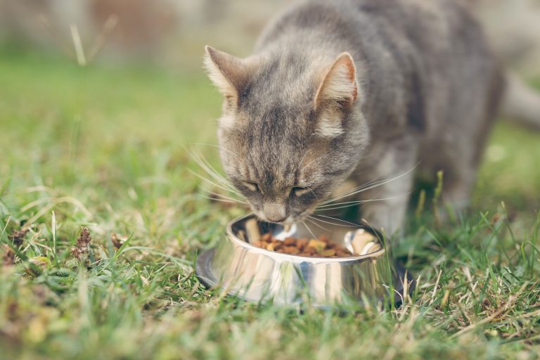 Digestion saine chez le chat : Comment les fibres favorisent un système digestif équilibré ?