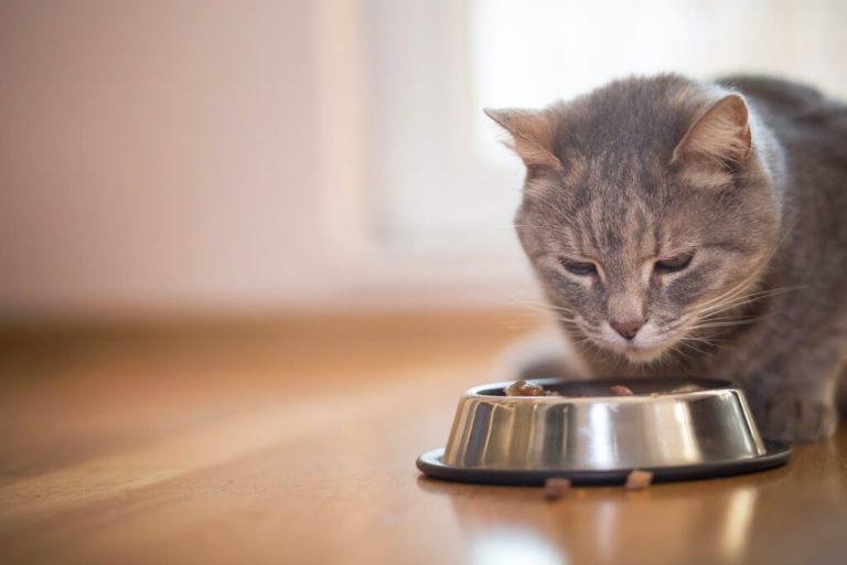Les bienfaits des fibres pour la santé des chats : Pourquoi elles sont essentielles dans leur régime alimentaire ?